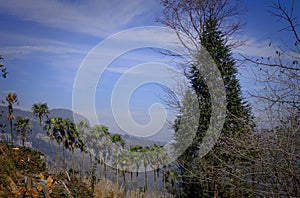 Palm trees hill in Yuanyang