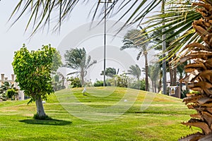 Palm trees on the hills of the golf course