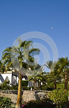 Palm trees and hotel