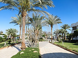 Palm trees in the hotel courtyard