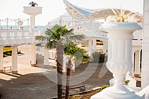 palm trees by the hotel in the open air near sea