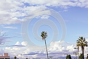 Palm trees with house tops, trees and electrical wires dwarfed by big blue sky with gigantic fluffy clouds
