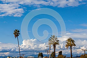 Palm trees with house tops, trees and electrical wires dwarfed by big blue sky with gigantic fluffy clouds