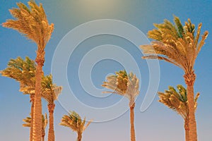Palm trees at the hurricane, Blue sky and palms in windy weather, copy space