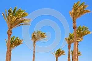 Palm trees at the hurricane, Blue sky and palms in windy weather, copy space