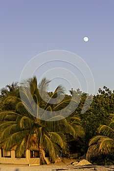 palm trees and a hut with the moon