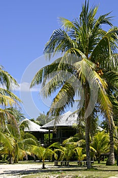 Palm trees and huts