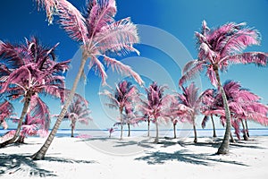 Palm trees on idyllic paradise beach