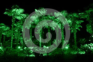 Palm trees illuminated with green light