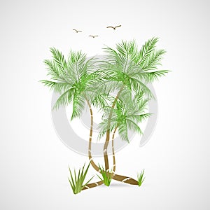 Palm Trees Illustration