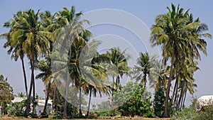 Palm trees in an Indian landscape