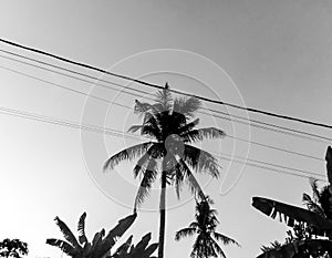 Palm trees in indonesiaBlack and white