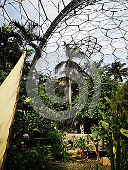 Palm Trees Inside Biosphere at Eden Project