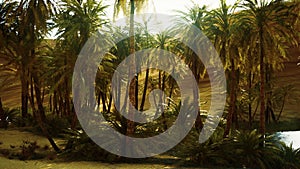 Palm trees inside the dunes 6