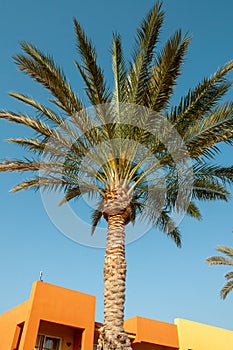 Palm trees in the interior of the hotel in Marsa Alama, Egypt photo