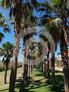 Palm trees in Isla Canela province of Huelva Spain.