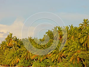 Palm trees on the islands, Asian islands