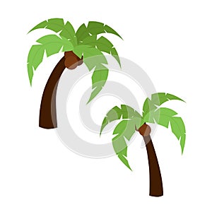 Palm trees isolated on white background.