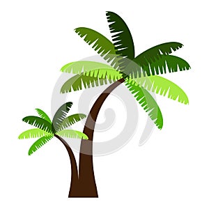 Palm trees isolated on white background. Green tree in paradise. Travel.