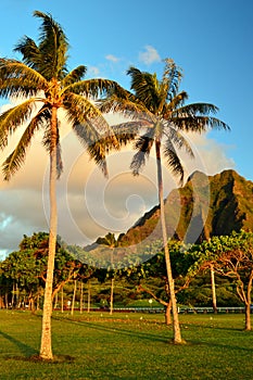 Palm trees and jagged mountains photo