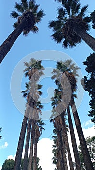 Palm trees in jnane sbil garden - palmiers du jardin jnane sbil fez photo