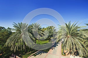 Palm Trees in Jumeirah, Dubai, United Arab Emirates