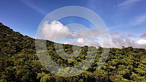Palm trees jungle in the Plaine des Cafres on Reunion Island sky view
