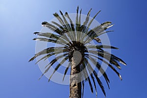 Palm trees in Kearney Park Fresno