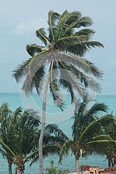 Palm trees in key West