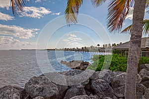 Palm Trees in the Keys