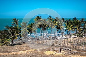 PALM TREES KISSING  THE SEA