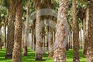 Palm trees Kuwait