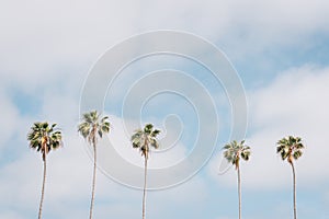 Palm trees in La Jolla Shores, San Diego, California photo