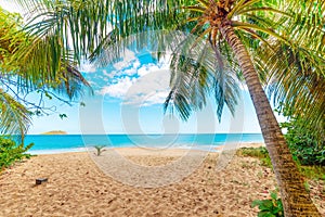 Palm trees in La Perle beach in Guadeloupe