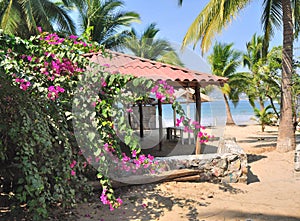 Palm Trees At La Ropa Beach photo