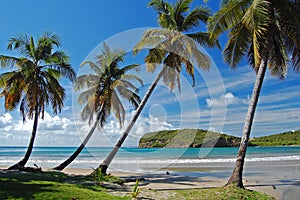 Palm trees on La Sagesse beach on Grenada Island photo