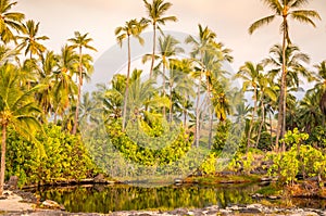 Palm trees at lagoon on Big Island, Hawaii