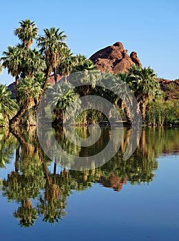 Palm Trees by Lake