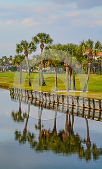 Palm trees on Lake Vedra. Ponte Vedra Beach, Florida