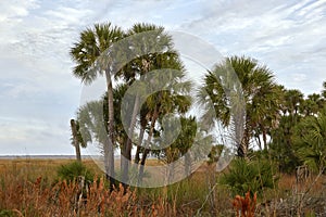 Volusia County Palms photo