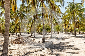 Palm trees on Lamu island in Kenya, Africa