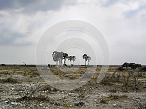 Palm trees Landscape at cloudscape Namibia Africa