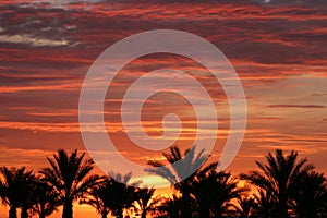 Palm trees during Las Vegas sunrise