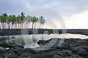 Palm trees in the lava by the ocean