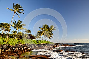 Palm trees at Lawai Beach - Poipu, Kauai, Hawaii, USA