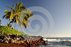 Palm trees at Lawai Beach - Poipu, Kauai, Hawaii, USA