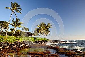 Palm trees at Lawai Beach - Poipu, Kauai, Hawaii, USA photo