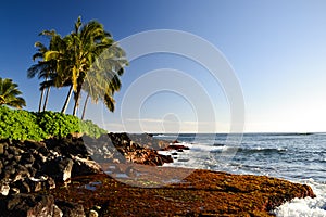 Palm trees at Lawai Beach - Poipu, Kauai, Hawaii, USA photo