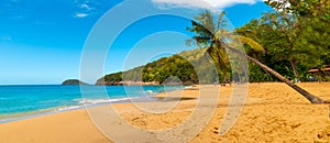 Palm trees leaning over La Perle beach in Guadeloupe photo