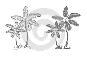 Palm trees and leaves. Black line silhouette isolated on white background. Vector sketch illustration